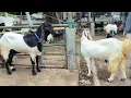 Download Lagu 2 Ekor 1.500 !! Babon Muda Harga Murah Meriah !! Pasar Kambing Tuban 