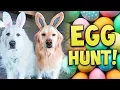 DOG EASTER EGG HUNT AND EGG CHALLENGE Super Cooper Sunday