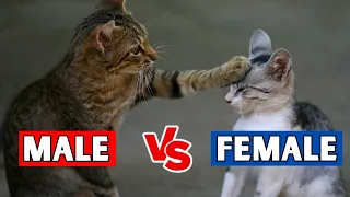 The REAL Differences Between MALE & FEMALE Cats!