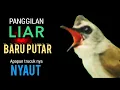 Lagu PENDONGKRAK EMOSI LAWAN ‼️ APAPUN TRUCUK MU PASTI IKUT NYAUT GACOR NGROPEL MENDENGARNYA ‼️