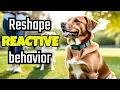 E-Collar Training for Reactive Dogs Expert Tips
