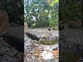 Download Lagu Funny White-Breasted Waterhen Bird Sound