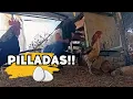 Download Lagu Descubro el MISTERIO del GALLINERO poniendo una cámara Vlog234