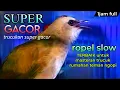 Download Lagu trucukan SUPER GACOR ROPEL SLOW terbaik untuk masteran trucuk rumahan calon teman ngopi