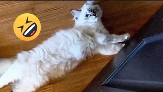 Cute 😺and funny cats 😂😹