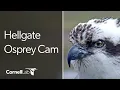 Hellgate Ospreys Nest Cam Cornell Lab University of Montana
