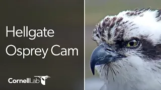 Hellgate Ospreys Nest Cam Cornell Lab University of Montana