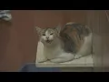Multnomah County Animal Services brings back in-person pet adoptions and resumes stray intakes
