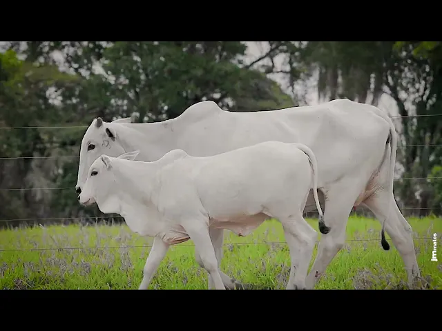 Matriz Nelore FHGN - A7060