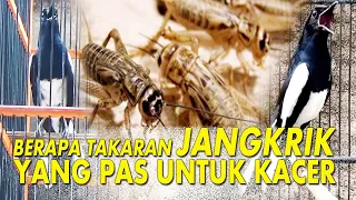 Download BERAPA PORSI JANGKRIK YANG PAS UNTUK KACER  | MENCARI SETTINGAN KACER | DR KACER MP3