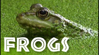 all about frogs for kids facts about frogs and toads for children freeschool