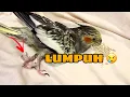 Download Lagu MERAWAT PARKIT AUSTRALIA MENGALAMI LUMPUH PADA KAKI | CARING FOR THE COCKATIEL CAN'T WALK