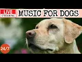 Lagu 🔴[LIVE] Dog Music🎵🐶Calming Music for Dogs🐶💖Soothing Dog Sleep Music💖🦮Separation Anxiety Relief💖4
