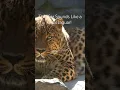 Download Lagu This Car Sounds Like a Real Jaguar! #shorts #cars