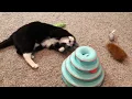 Cat for Adoption Loves Playing with Toy Wichita Animal Action League WAAL