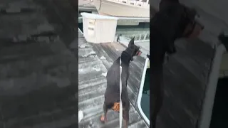 She takes her seal patrol very seriously lol! #fyp #dream #pets #doberman