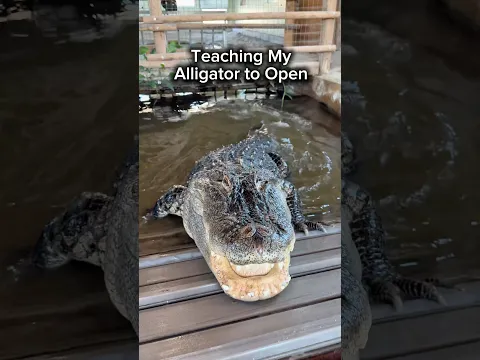 Teaching My Alligator to Open 😮 #shorts #alligator