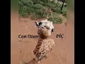 can ozan/pic (speed up)