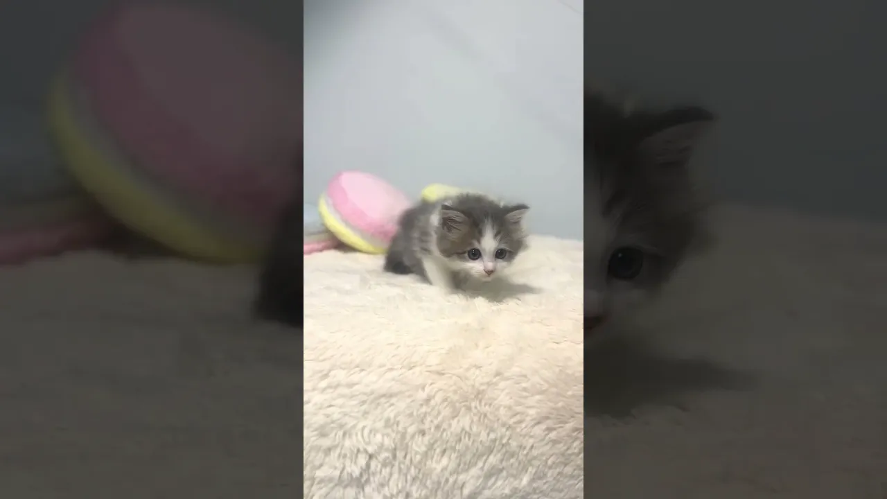 動画