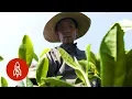 The Secret Behind the World s Best Green Tea