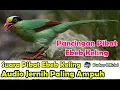 Download Lagu SUARA PIKAT - PANCINGAN SUARA PIKAT BURUNG EKEK KELING SUARA JERNIH DIJAMIN AMPUH