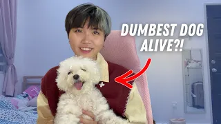 I tried testing my CRUSTY WHITE DOG's IQ