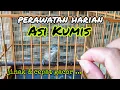 Download Lagu PERAWATAN HARIAN BURUNG ASI KUMIS AGAR CEPAT JINAK \u0026 GACOR | ASI KUMIS GACOR