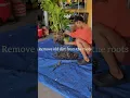 Download Lagu Repotting my NEW indoor monstera plant🪴 #plants #monstera #indoorplants #houseplants #monsteraplant