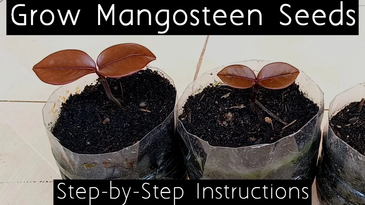 Mangosteen is a native plant to Sunda Islands and the Moluccas of Indonesia. There is a legend about. 