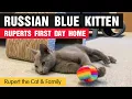 Russian Blue Kitten - Ruperts First Day Home
