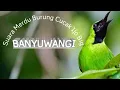 Download Lagu DURASI PANJANG !!!  masteran Burung Cucak Ijo Big Banyuwangi Full Isian