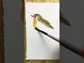Robin