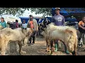 Download Lagu 2 EKOR 2.500‼️MUSIM MURAH‼️KAMBING JANTAN JUMBO \u0026 BAKALAN | Pasar Kambing Jatirogo