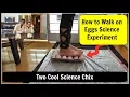Download Lagu How to Walk on Eggs! Unbelievable Science Experiment
