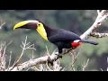 Download Lagu Birds of Costa Rica