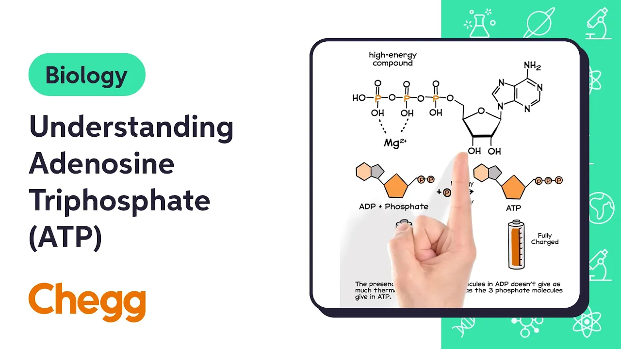 Understanding Adenosine Triphosphate (ATP) | Biology