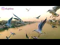 يكولون غني بفرح قحطان العطار نوارس نهر دجلة