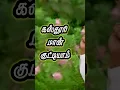 Download Lagu Kasthuri maan kuttiyam #vijayakanth