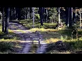 Lagu Iš Baltarusijos į Lietuvą pateko vilkų gauja: nufilmuoti 9 žvėrys