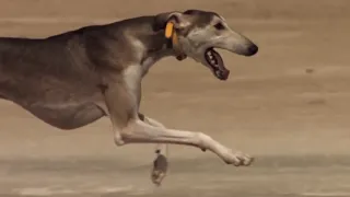 سلوكية هاو هاو Slohiya Haw Haw  سلوكية هاو هاو Slohiya Haw Haw