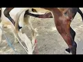 Powerful donkey breeding first time Hot mating