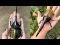 Download Lagu The Strongest Bug on Earth? Meet the Hercules Beetle!