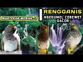 Download Lagu suara RENGGANIS / CUCAK WILIS GACOR NGEDUMEL masteran terbaik untuk SEGALA JENIS BURUNG apapun