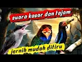 Lagu masteran kasar pedassss | tengkek buto, tengke udang  jinjing petulak
