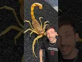Download Lagu The most aggressive scorpion in the world 👀 #deathstalker #scorpion