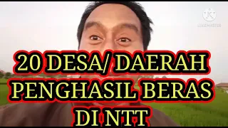 20 daerah penghasil beras ntt nusa tenggara timur lumbung beras ntt 
