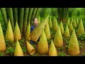 Download Lagu Harvesting HUGE Bamboo Shoots and Bringing Them to Market to Sell, Cooking for Pets, Gardening