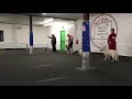 Jeep s First Dog Show UKC Best Novice Puppy