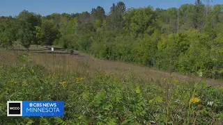 Minnesotans already suffering through brutal fall allergy season