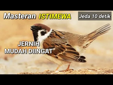 Download MP3 Masteran Gereja Tarung ISTIMEWA || Jeda 10 detik Suara Jernih